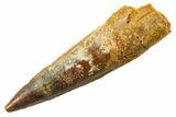 Fossil Spinosaurus Tooth - Real Dinosaur Tooth #364231-1
